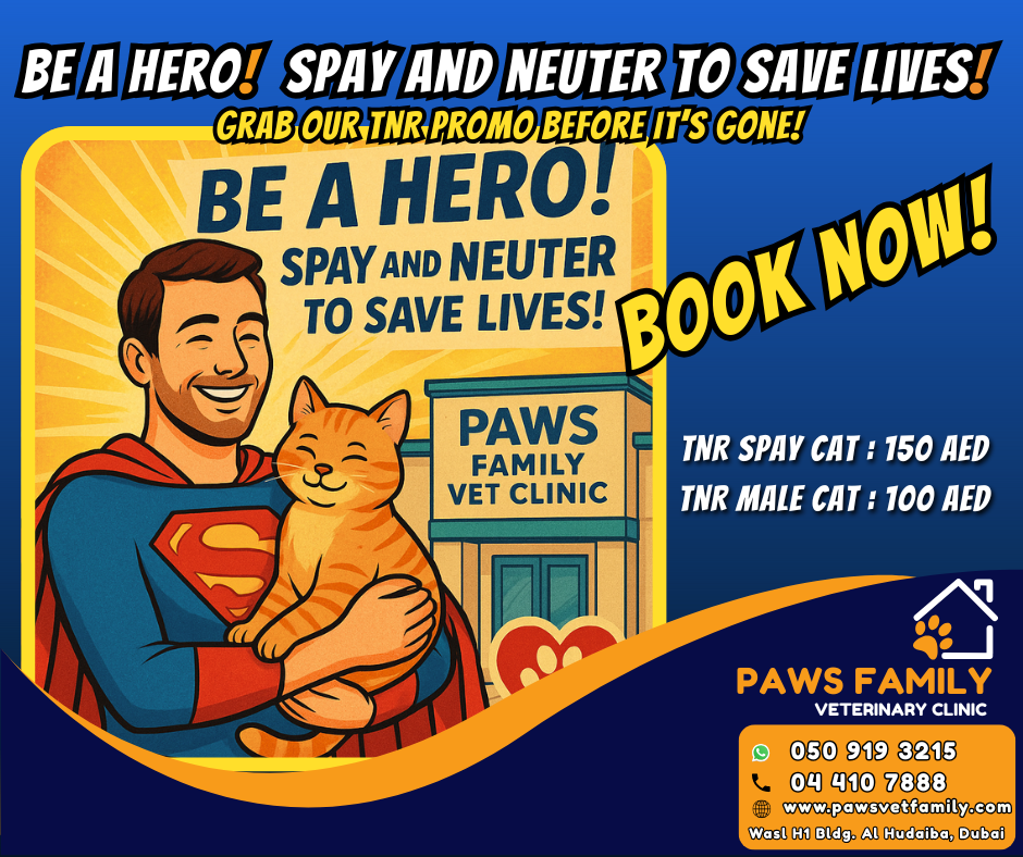 Spay and Neuter for Stray Cat